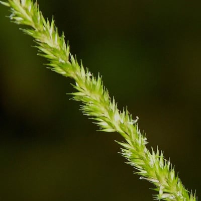 Hymenachne amplexicaulis — flower