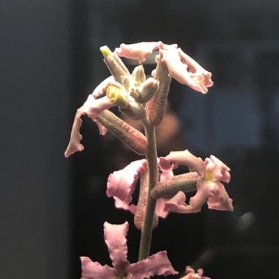 Matthiola fruticulosa — flower