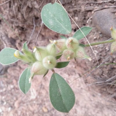 Tripodion tetraphyllum — flower
