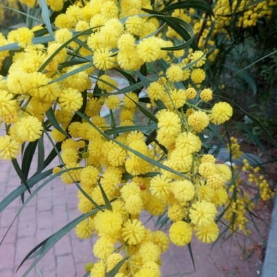 Acacia pycnantha — flower