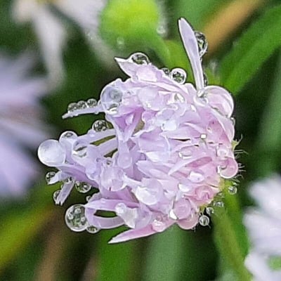 Erigeron speciosus — flower