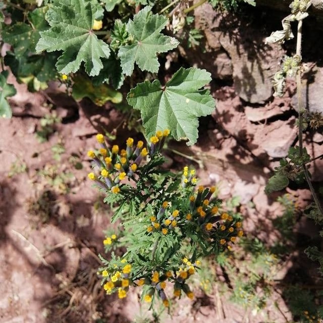 Senecio sylvaticus — flower