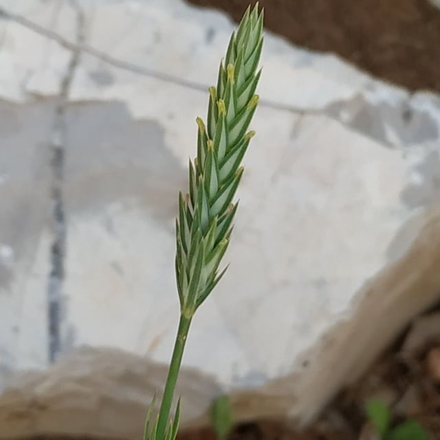 Crucianella angustifolia — flower