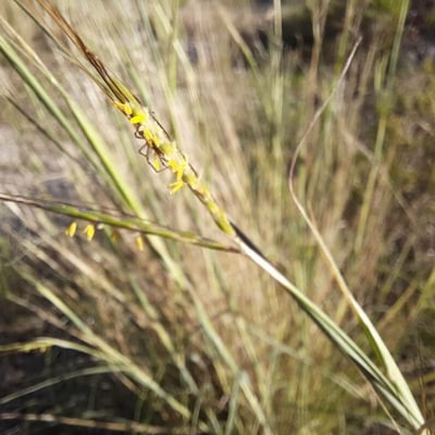Hyparrhenia hirta — flower