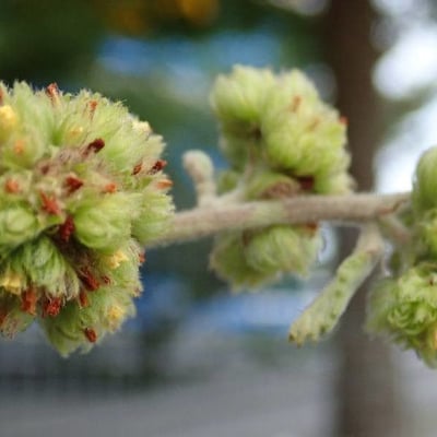 Waltheria indica — flower