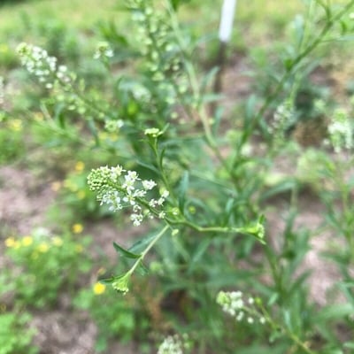 Lepidium densiflorum — flower