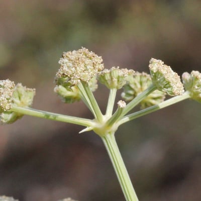 Trinia glauca — flower