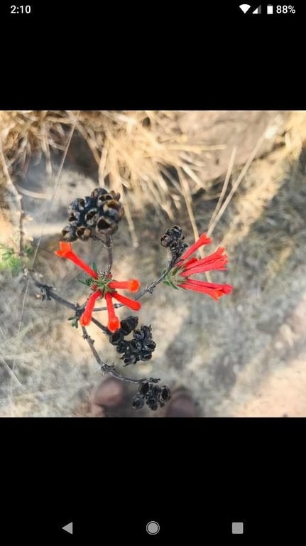 Scarlet bouvardia