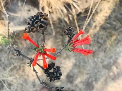 Scarlet bouvardia