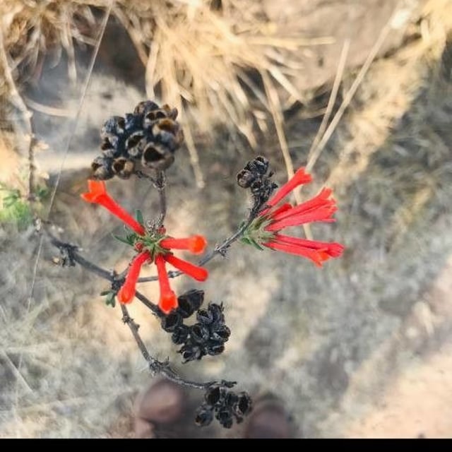 Bouvardia ternifolia — flower