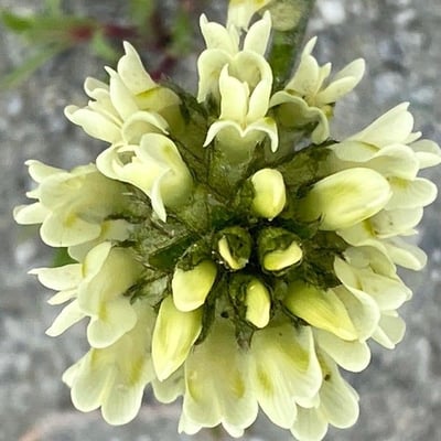 Oxytropis campestris — flower
