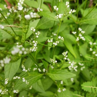 Cryptotaenia canadensis — flower