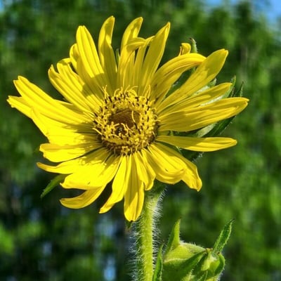 Silphium laciniatum — flower