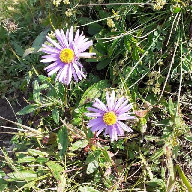 Aster alpinus — flower