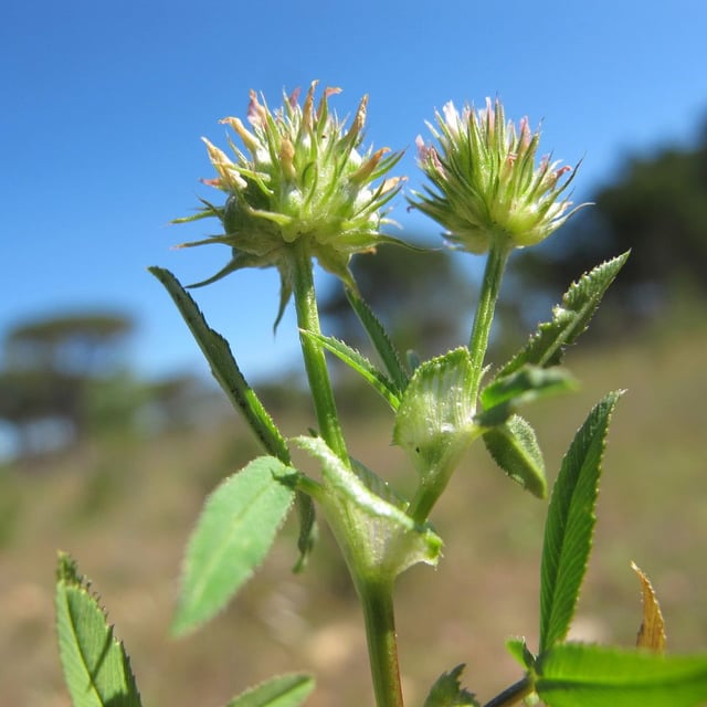 Trifolium strictum
