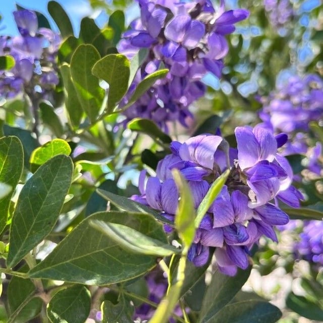 Dermatophyllum secundiflorum — flower