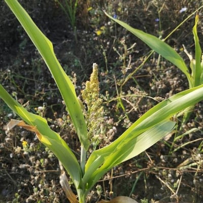 Sorghum bicolor — flower