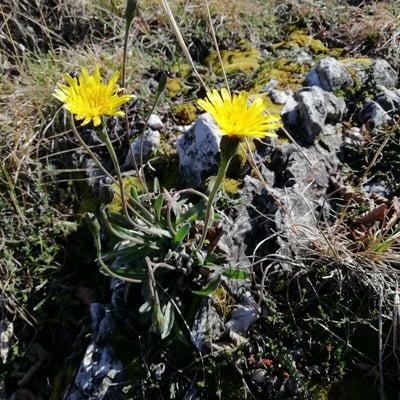 Leontodon incanus — flower