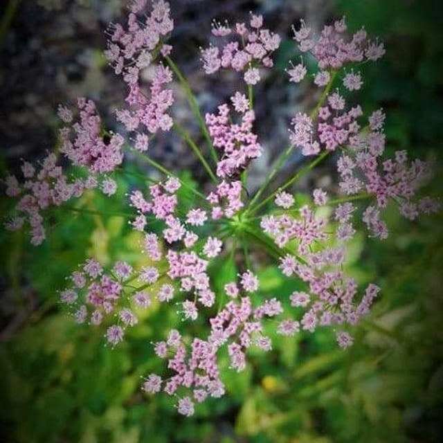Pimpinella major — flower