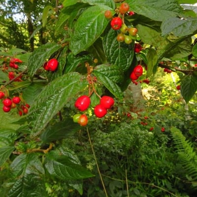 Cotoneaster bullatus — flower