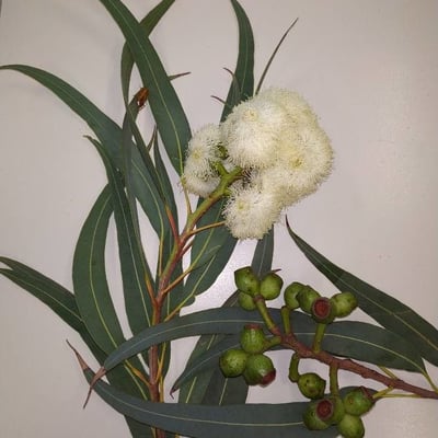 Eucalyptus microcarpa — flower