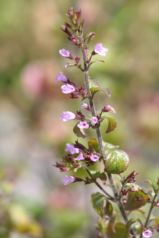 Calamint