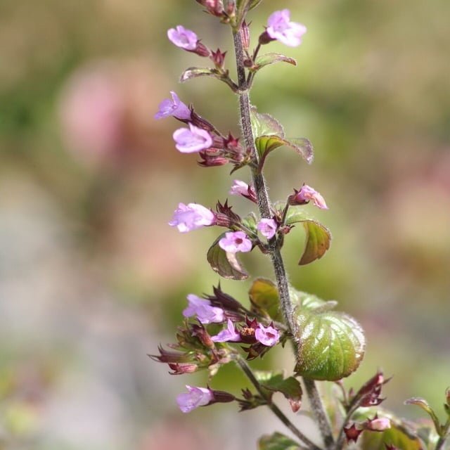 Calamint