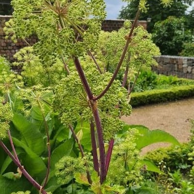 Angelica atropurpurea — flower