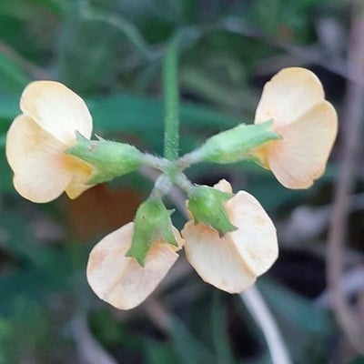 Scorpiurus muricatus — flower