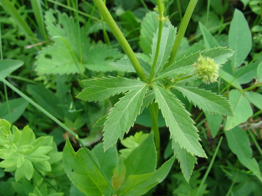 Black snakeroot