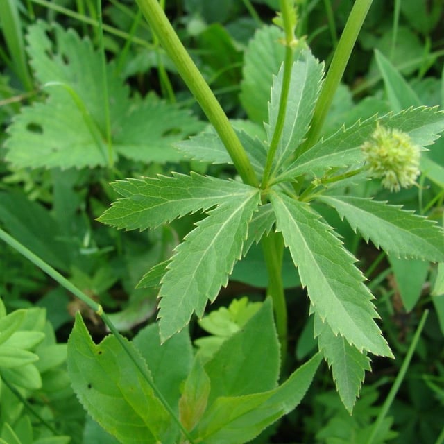 Sanicula marilandica — flower