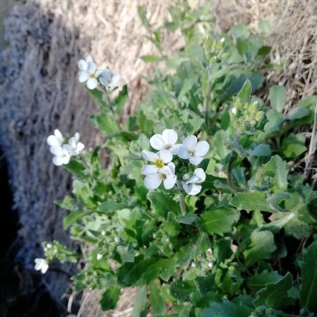 Arabis caucasica — flower