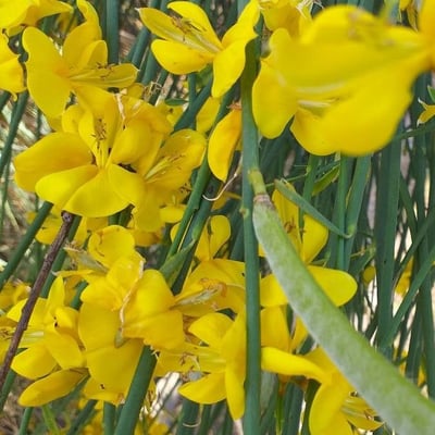 Spartium junceum — flower