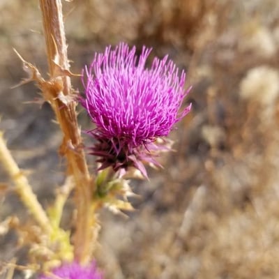 Carduus nutans — flower