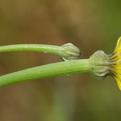 Arnoseris minima — flower