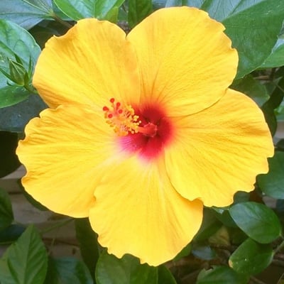 Hibiscus rosa-sinensis — flower