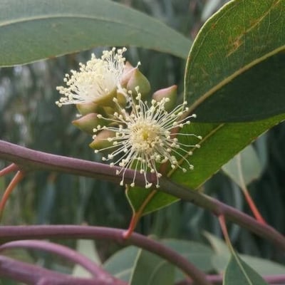 Eucalyptus camaldulensis — flower