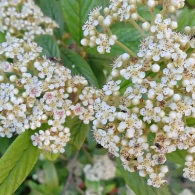 Cotoneaster salicifolius — flower