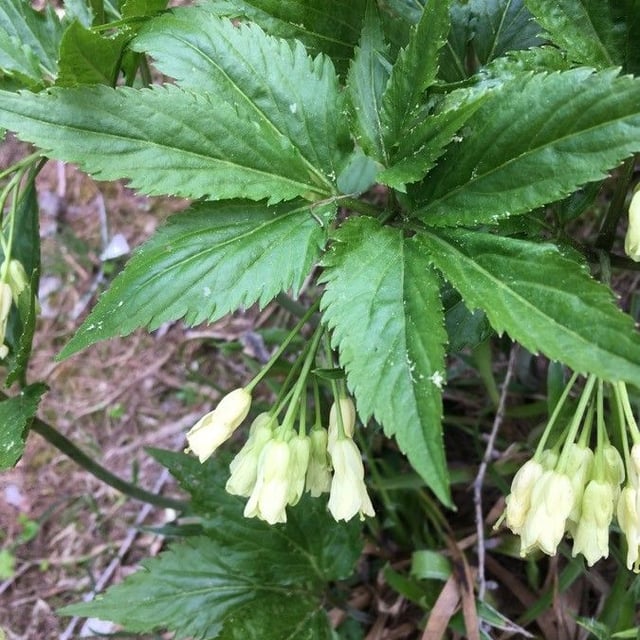 Cardamine enneaphyllos — flower
