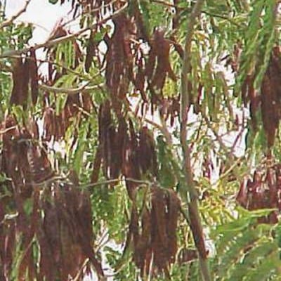 Albizia procera — habit