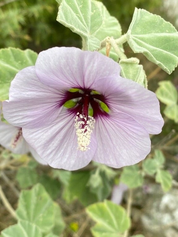 Sea mallow