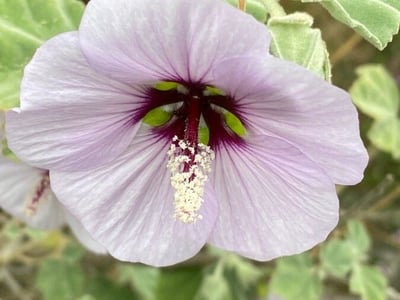 Sea mallow