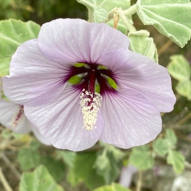 Malva subovata — flower