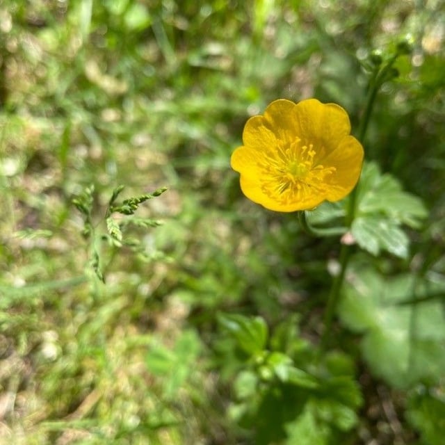Ranunculus montanus — flower