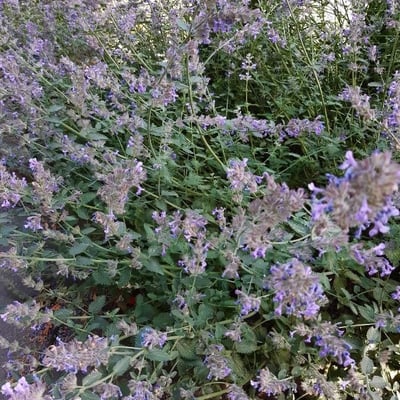 Nepeta cataria — flower