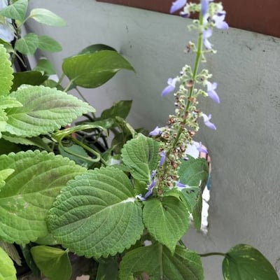 Perilla frutescens — flower