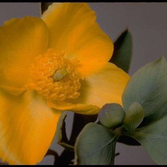 Dendromecon rigida — flower