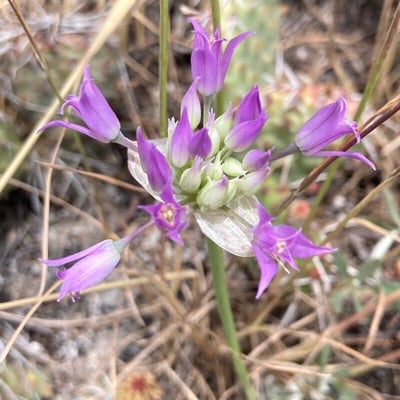 Allium acuminatum — flower