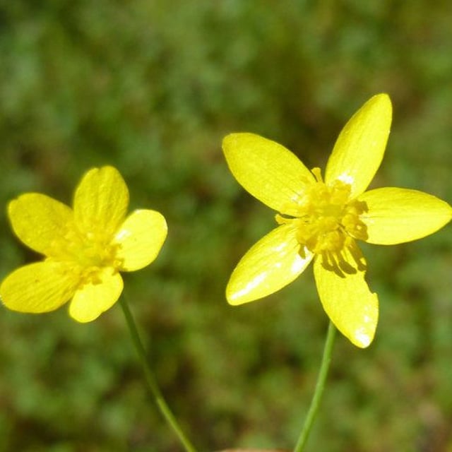 Ranunculus occidentalis — flower