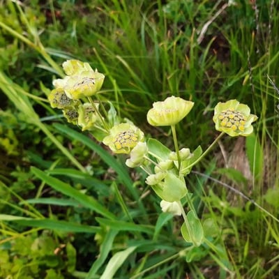 Bupleurum stellatum — flower